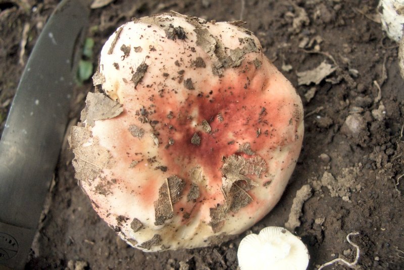 Russula da determinare 3